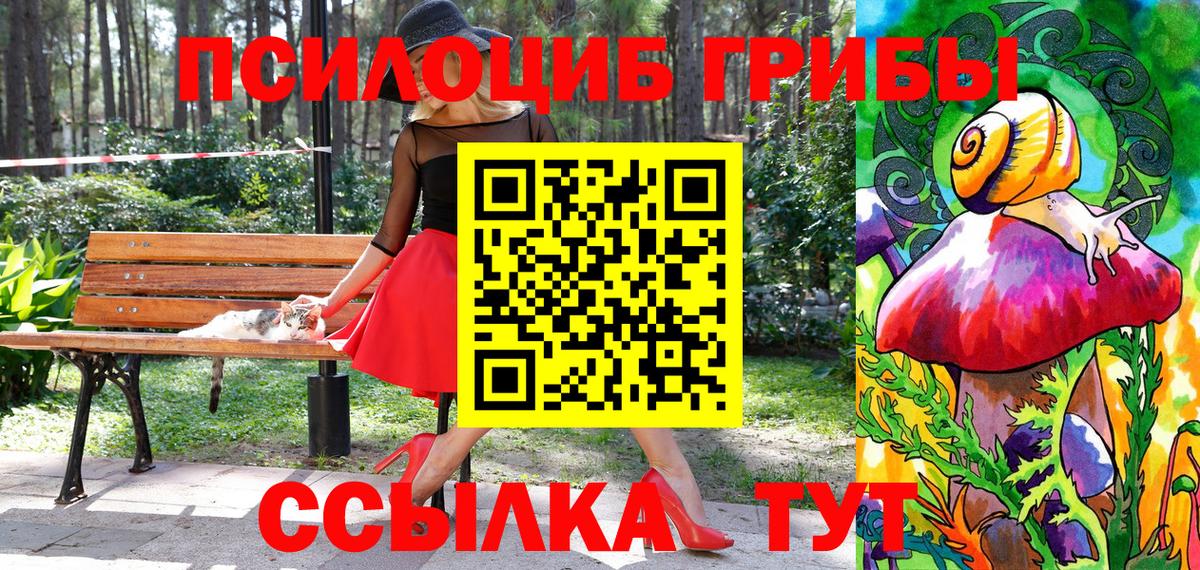 Галлюциногенные грибы Psilocybe Ефремов